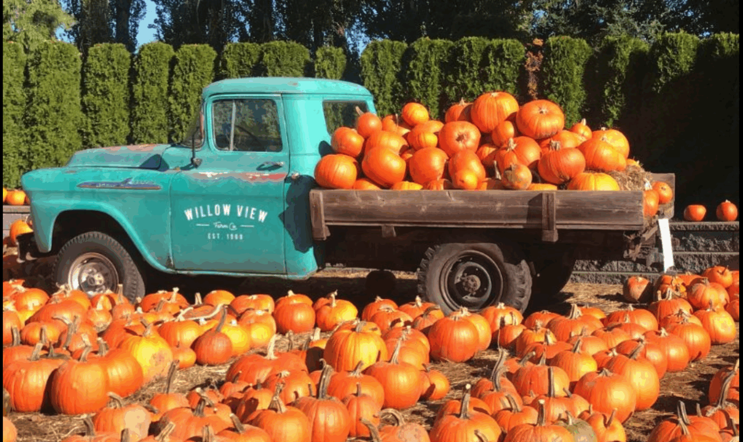 truck with pumpkins