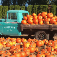 Fall Into Family Fun: Autumn Festivals Near Bright’s Creek