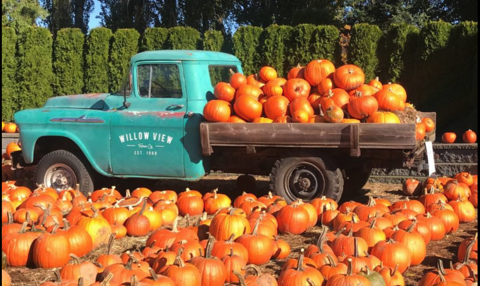 truck with pumpkins